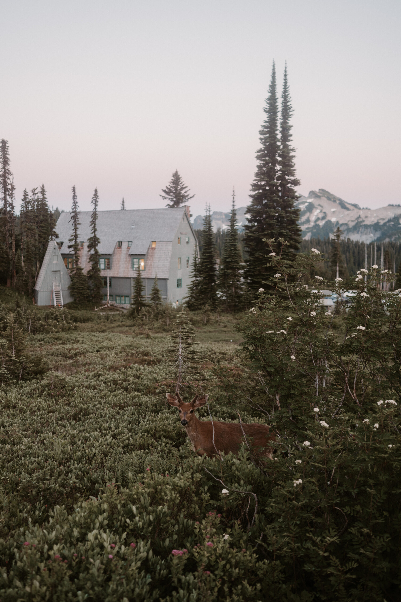 deer in the brush at Mount Rainier National Park