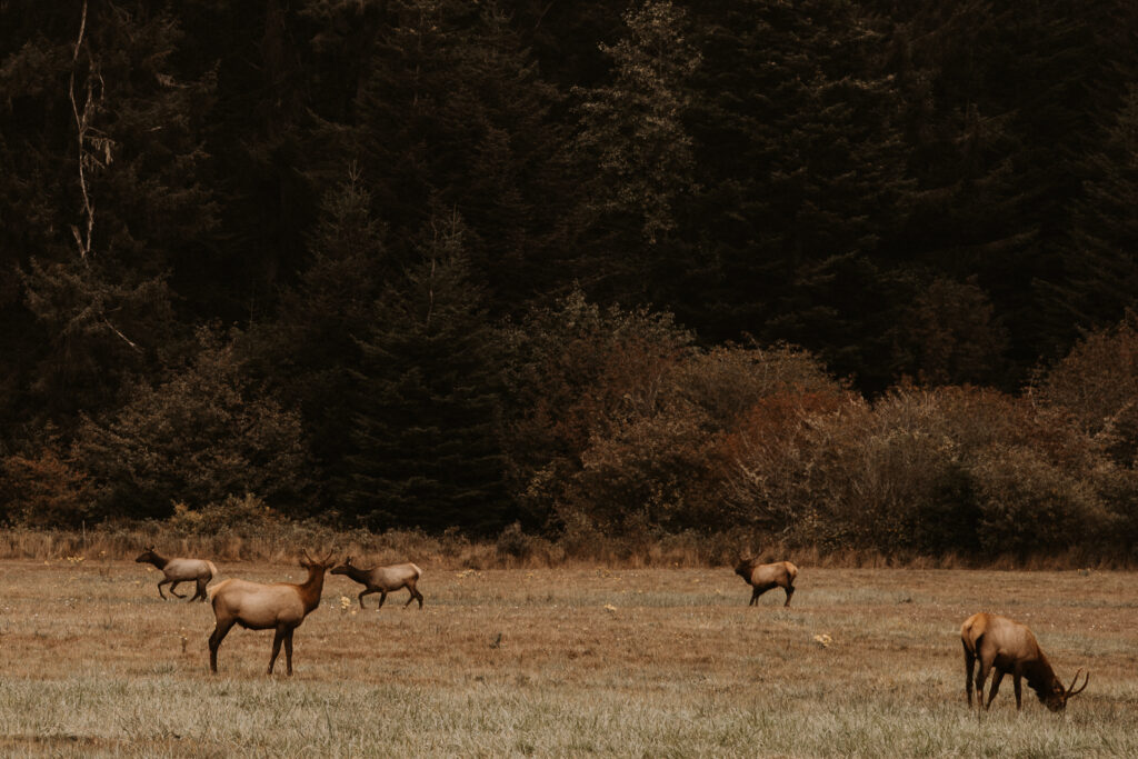 Elk in a field near Brookings, Oregon