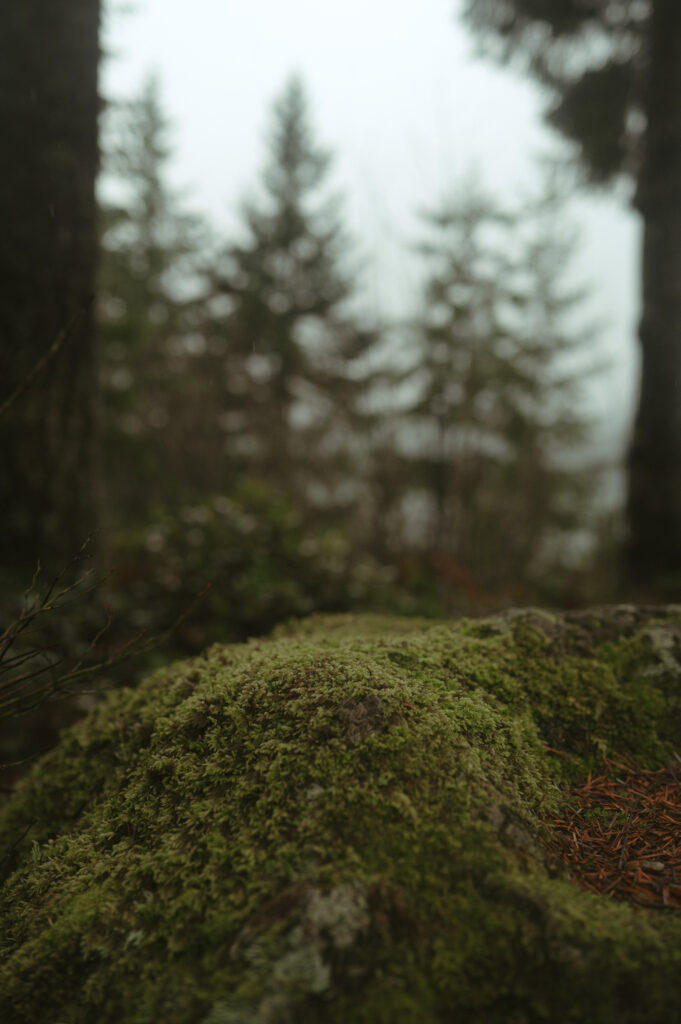 Mossy rock in olympic national park