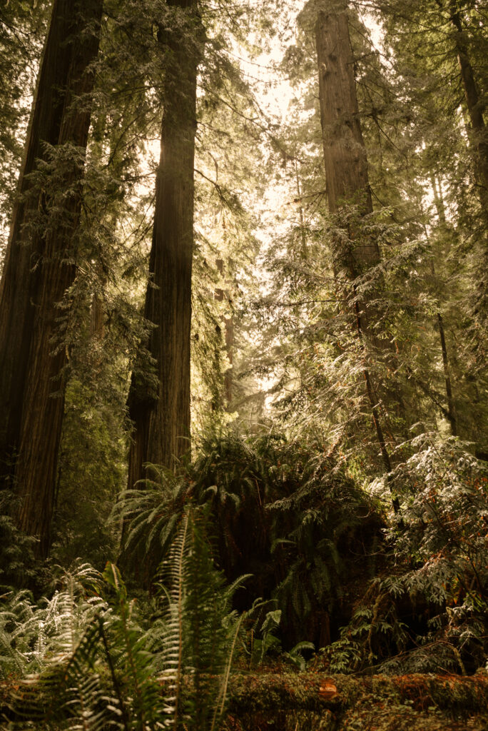 california redwoods elopement