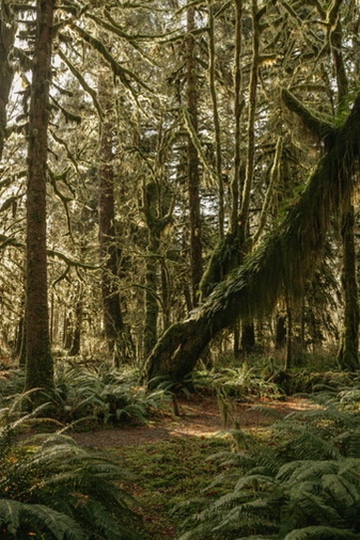 Quinault rainforest, where to elope in washington