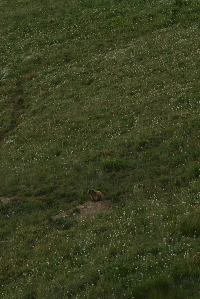 Marmot at Hurricane Ridge 