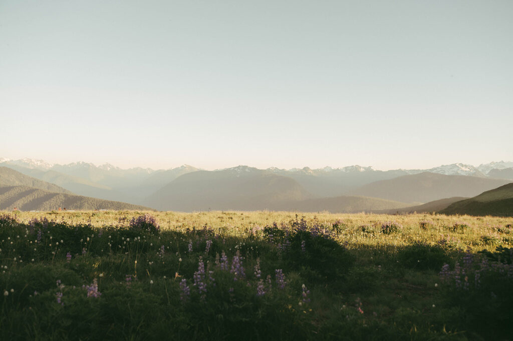 Hurricane Ridge in Olympic National Park 