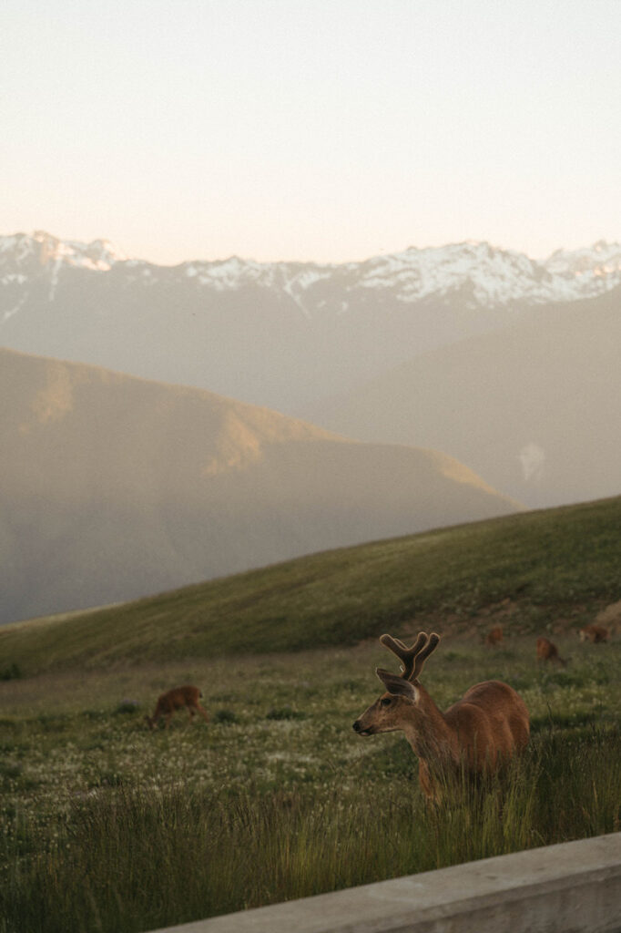 Deer at Hurricane Ridge