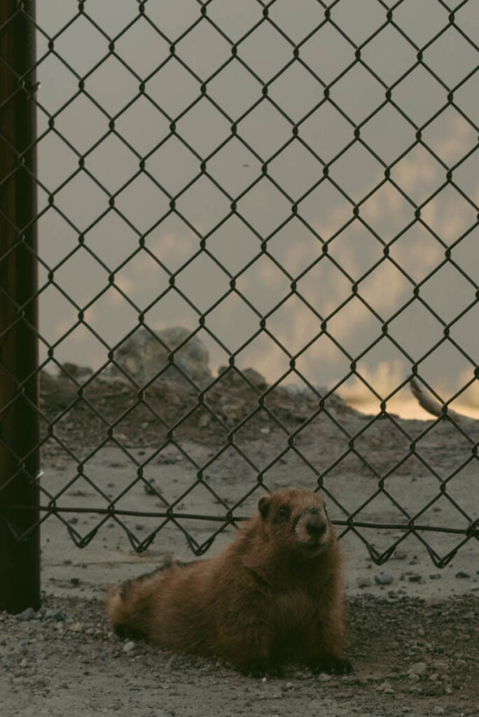 Marmot at Hurricane Ridge