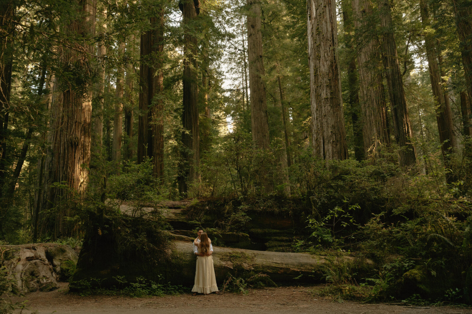 redwoods engagement photos