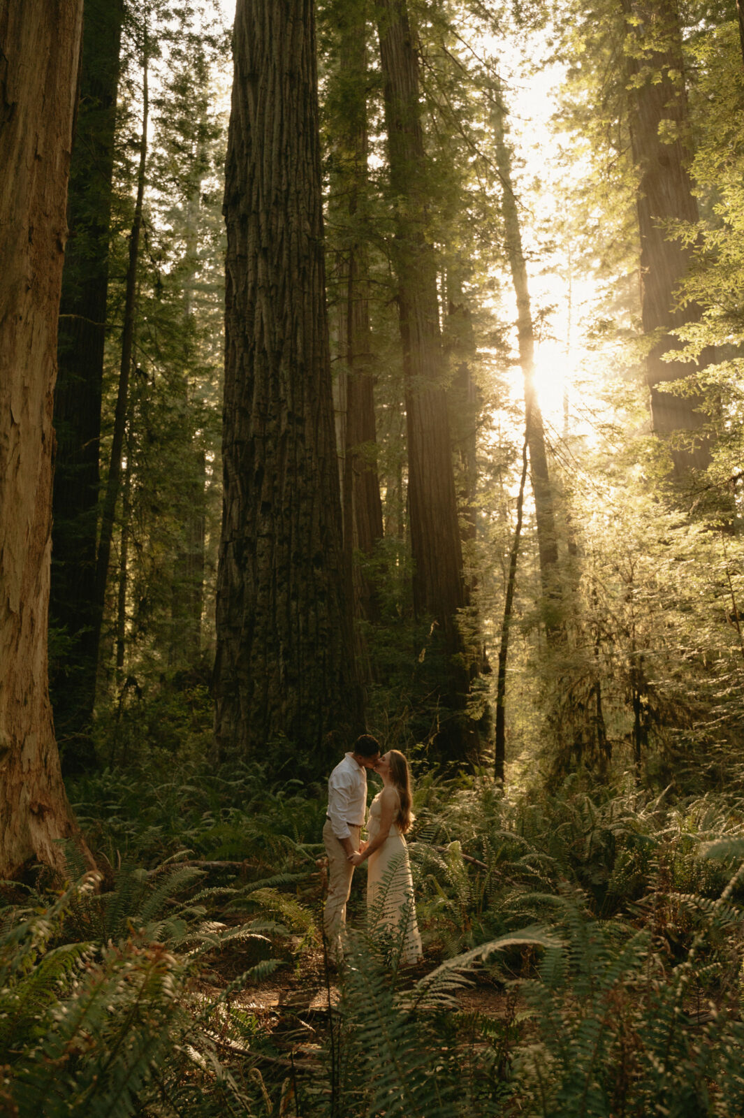 redwoods engagement photos