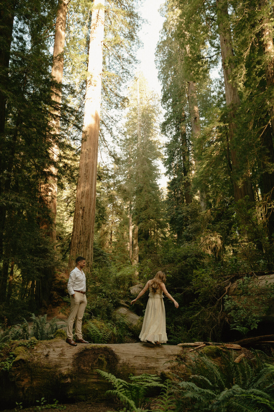redwoods engagement photos