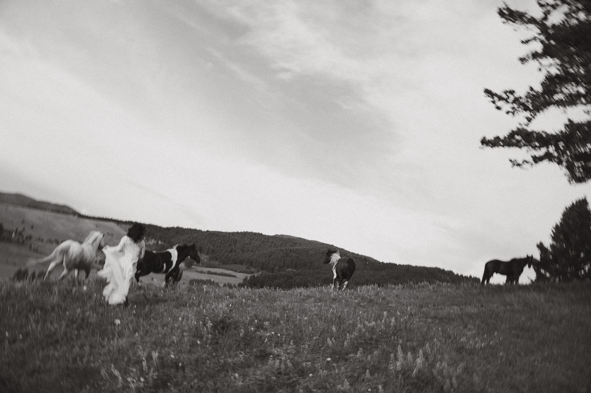 montana elopement with horses